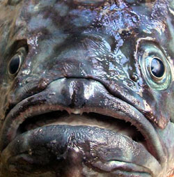 Ugly-fish.jpg